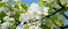 一夜春風(fēng)來 河邊梨花開